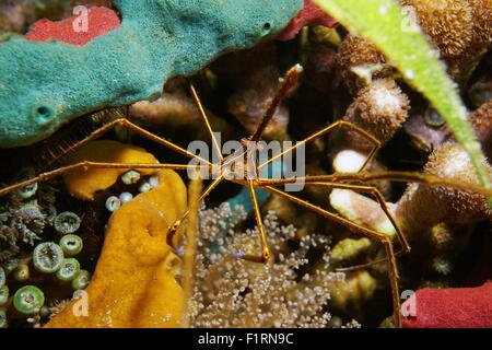 Una freccia yellowline granchio Stenorhynchus seticornis, sul fondale del mar dei Caraibi Foto Stock