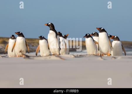 Gentoo colonia di pinguini in piedi nelle dune di sabbia. Isole Falkland. Foto Stock