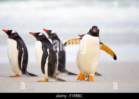 I Pinguini camminare sulla spiaggia (pinguini di Gentoo, Pygoscelis papua). Isole Falkland. Foto Stock