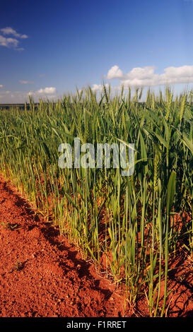 Moora, regione di Wheatbelt, Western Australia. 6 Settembre, 2015. Il tardo inverno piogge hanno aumentato la probabilità di eccellente i raccolti di cereali quali frumento (foto) per il quarto anno consecutivo in Australia occidentale della regione di Wheatbelt. Nel 2014-15 anno finanziario, Western Australian agricoltori producono un stimato di $ 4,8 miliardi di grano, colza e orzo. Credito: Suzanne lunghe/Alamy Live News Foto Stock