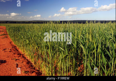 Moora, regione di Wheatbelt, Western Australia. 6 Settembre, 2015. Il tardo inverno piogge hanno aumentato la probabilità di eccellente i raccolti di cereali quali frumento (foto) per il quarto anno consecutivo in Australia occidentale della regione di Wheatbelt. Nel 2014-15 anno finanziario, Western Australian agricoltori producono un stimato di $ 4,8 miliardi di grano, colza e orzo. Credito: Suzanne lunghe/Alamy Live News Foto Stock