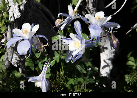 Un campo con Rocky Mountain blu fiori columbine Foto Stock