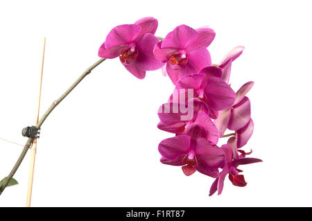 Phalaenopsis orchid fiori isolati su bianco (butterfly orchid) Foto Stock