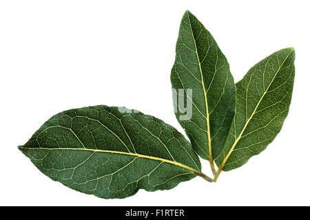 Fresche foglie di alloro. Alloro. Foglie retroilluminato. Alta immagine dettagliata. Foto Stock