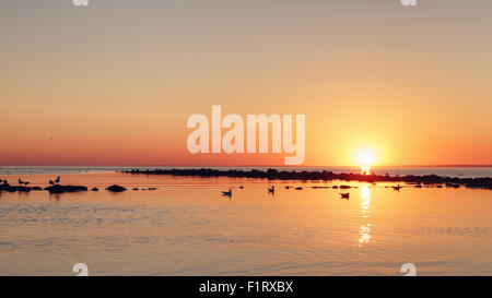 Mar baltico beach con i gabbiani in sunset Foto Stock