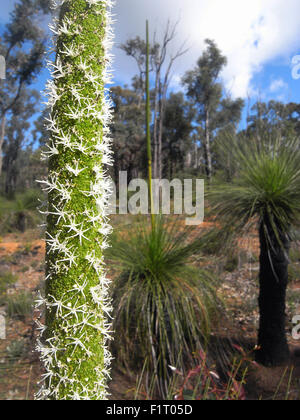 Sulle colline di Perth, vicino a Perth, Western Australia, 6 settembre 2015 - primavera fiori selvatici cominciano a fiorire ovunque in tutto lo stato, compresi in questo bosco in John Forrest Parco Nazionale. In questo tempo dell anno i turisti provenienti da tutto il mondo si riversano in Australia Occidentale - un hotspot globale della biodiversità vegetale - per visualizzare centinaia di nativo specie floreali che non si trovano in nessun altro posto sulla terra. Credito: Suzanne lunghe/Alamy Live News Foto Stock