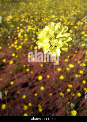 Moora, regione di Wheatbelt, Western Australia, 6 settembre 2015 - primavera fiori selvatici cominciano a fiorire ovunque in tutto lo stato, tappeti di giallo everlastings in questo resto patch di bosco in prossimità di Moora nella regione di Wheatbelt. In questo tempo dell anno i turisti provenienti da tutto il mondo si riversano in Australia Occidentale - un hotspot globale della biodiversità vegetale - per visualizzare centinaia di nativo specie floreali che non si trovano in nessun altro posto sulla terra. Credito: Suzanne lunghe/Alamy Live News Foto Stock