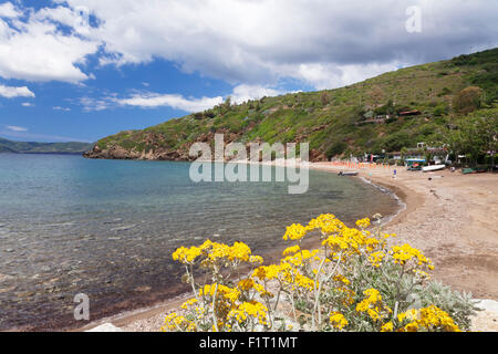 Innamorata spiaggia, Golfo Stella, Isola d'Elba, Provincia di Livorno, Toscana, Italia, Europa Foto Stock