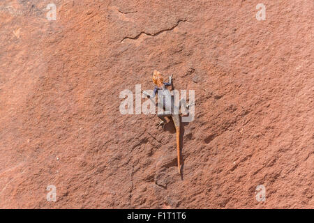 Agama nel Namib Foto Stock