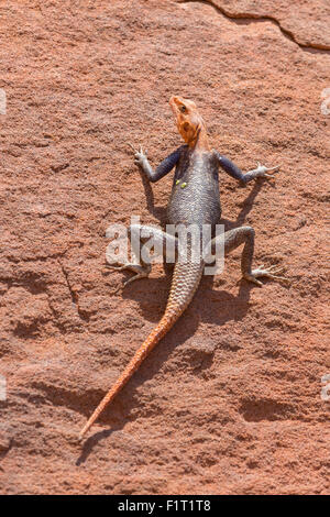 Agama nel Namib Foto Stock