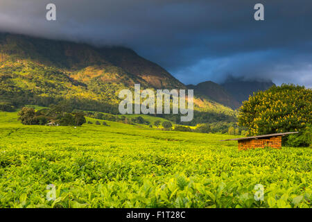 Tenuta di tè sul Monte Mulanje, Malawi, Africa Foto Stock