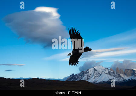 Condor andino (Vultur gryphus) volando sul Parco Nazionale di Torres del Paine Patagonia cilena, Cile, Sud America Foto Stock