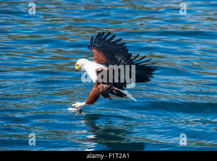 African fish eagle (Haliaeetus vocifer) caccia ai pesci, Cape Maclear, il Lago Malawi Malawi, Africa Foto Stock