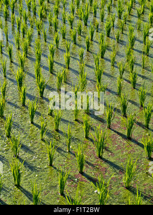 Le risaie nelle Highlands di Bali, Indonesia, Asia sud-orientale, Asia Foto Stock