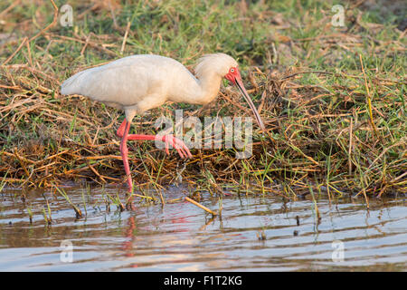 Platalea Alba Foto Stock
