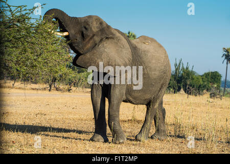 Bush africano Elefante africano (Loxodonta africana) mangiare da un albero, Liwonde National Park, Malawi, Africa Foto Stock