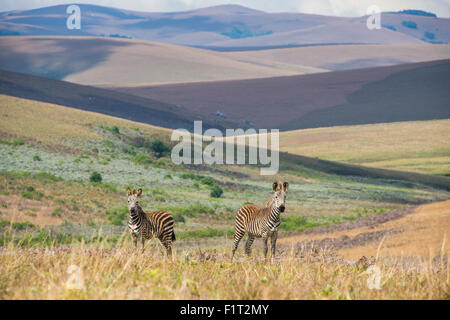 Le pianure zebre (Equus quagga), Nyika National Park, Malawi, Africa Foto Stock