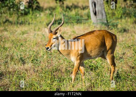 Puku (Kobus vardonii) antilope, South Luangwa National Park, Zambia, Africa Foto Stock