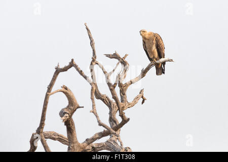 Aquila rapax appollaiato su un ramo Foto Stock