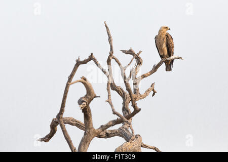 Aquila rapax appollaiato su un ramo Foto Stock