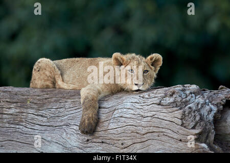 Lion (Panthera leo) cub su un albero abbattuto tronco, il cratere di Ngorongoro, Tanzania, Africa orientale, Africa Foto Stock