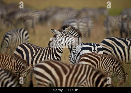 Zebra comune (pianure zebra) (Burchell's zebrù) (Equus burchelli) allevamento, Serengeti National Park, Tanzania, Africa orientale, Africa Foto Stock