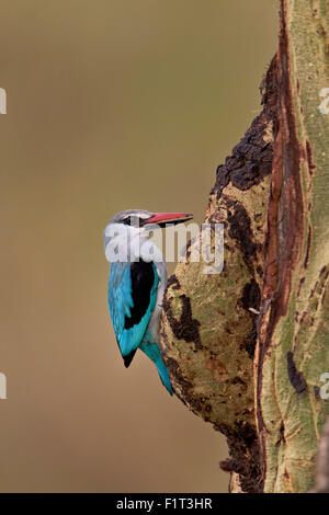 Woodland kingfisher (Halcyon senegalensis), il Parco Nazionale del Serengeti, Tanzania, Africa orientale, Africa Foto Stock