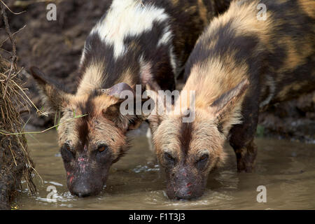 Due Paesi africani cane selvatico (African Hunting dog) (Capo Caccia cane) (Lycaon pictus), Ngorongoro Conservation Area, Serengeti, Tanzania Foto Stock