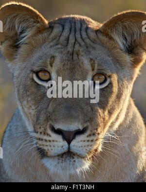 Leonessa (Panthera leo), Kgalagadi Parco transfrontaliero, abbracciando l'ex Kalahari Gemsbok National Park, Sud Africa Foto Stock