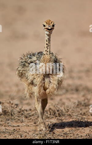 Comune (struzzo Struthio camelus) pulcino, Kgalagadi Parco transfrontaliero, Sud Africa Foto Stock