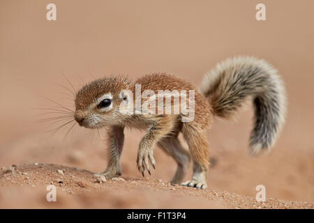 Baby Capo di massa (scoiattolo Xerus inauris), Kgalagadi Parco transfrontaliero, Sud Africa Foto Stock