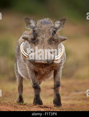 Warthog (Phacochoerus aethiopicus), maschio, Addo Elephant National Park, Sud Africa e Africa Foto Stock