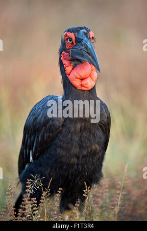 Massa meridionale-hornbill (massa hornbill) (Bucorvus leadbeateri), maschio, Kruger National Park, Sud Africa e Africa Foto Stock