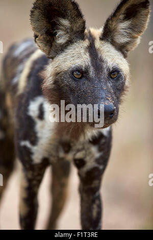 African wild dog (African Hunting dog) (Capo Caccia cane) (Lycaon pictus), Kruger National Park, Sud Africa e Africa Foto Stock