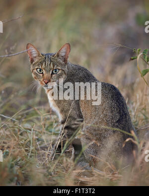 African gatto selvatico (Felis silvestris lybica), Kruger National Park, Sud Africa e Africa Foto Stock