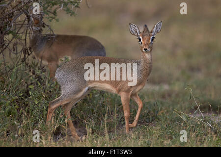 Kirk's dik dik (Kirks dik-dik) (Madoqua kirkii), femmina, Ngorongoro Conservation Area, UNESCO, Serengeti, Tanzania Foto Stock