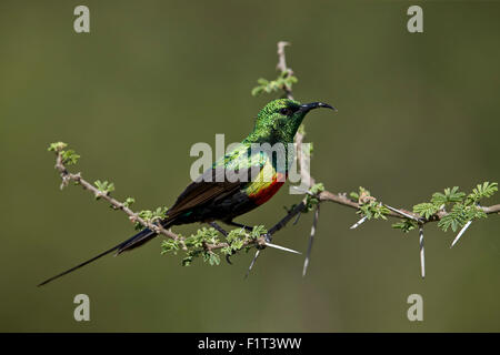 Bella sunbird (Cinnyris pulchella), maschio, Ngorongoro Conservation Area, Sito Patrimonio Mondiale dell'UNESCO, Serengeti, Tanzania Foto Stock