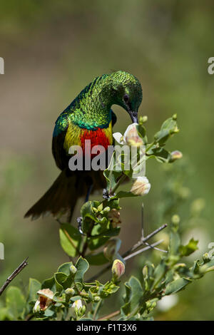 Bella sunbird (Cinnyris pulchella), femmina, Ngorongoro Conservation Area, Sito Patrimonio Mondiale dell'UNESCO, Serengeti, Tanzania Foto Stock