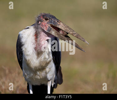 Marabou stork (Leptoptilos crumeniferus), Ngorongoro Conservation Area, Sito Patrimonio Mondiale dell'UNESCO, Serengeti, Tanzania Foto Stock