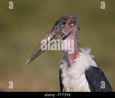 Marabou stork (Leptoptilos crumeniferus), Ngorongoro Conservation Area, Sito Patrimonio Mondiale dell'UNESCO, Serengeti, Tanzania Foto Stock