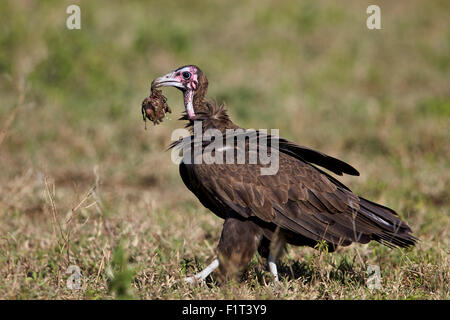 Hooded vulture (Necrosyrtes monachus), Ngorongoro Conservation Area, UNESCO, Serengeti, Tanzania Foto Stock