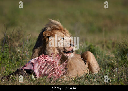 Lion (Panthera leo) ad una carcassa di gnu, Ngorongoro Conservation Area, Sito Patrimonio Mondiale dell'UNESCO, Serengeti, Tanzania Foto Stock
