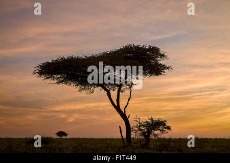 Acacia e nuvole all'alba, Ngorongoro Conservation Area, Sito Patrimonio Mondiale dell'UNESCO, Serengeti, Tanzania Africa orientale Foto Stock