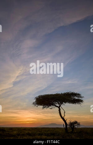 Acacia e nuvole di sunrise, Ngorongoro Conservation Area, Sito Patrimonio Mondiale dell'UNESCO, Serengeti, Tanzania Africa orientale Foto Stock