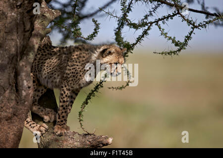Ghepardo (Acinonyx jubatus) cub in una struttura ad albero di acacia, Ngorongoro Conservation Area, Sito Patrimonio Mondiale dell'UNESCO, Serengeti, Tanzania Foto Stock