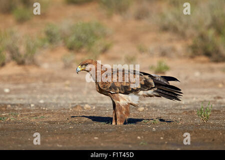 Bruno eagle (Aquila rapax), Kgalagadi Parco transfrontaliera che comprenda la ex Kalahari Gemsbok National Park, Sud Africa Foto Stock