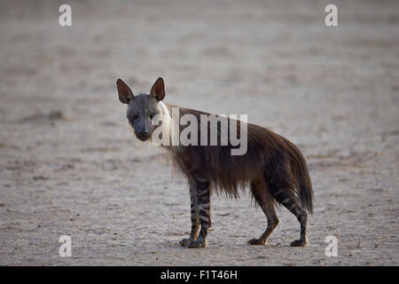La iena marrone (Hyaena brunnea) (ex Parahyaena brunnea), Kgalagadi Parco transfrontaliero, Sud Africa Foto Stock