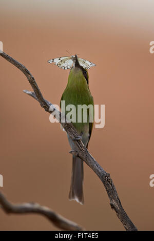 Swallow-tailed Gruccione (Merops hirundineus), i capretti con una farfalla, Kgalagadi Parco transfrontaliero, Sud Africa Foto Stock