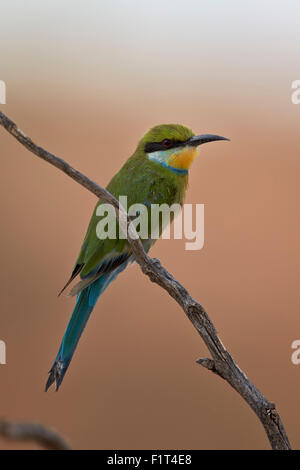 Swallow-tailed Gruccione (Merops hirundineus), Kgalagadi Parco transfrontaliero, Sud Africa Foto Stock