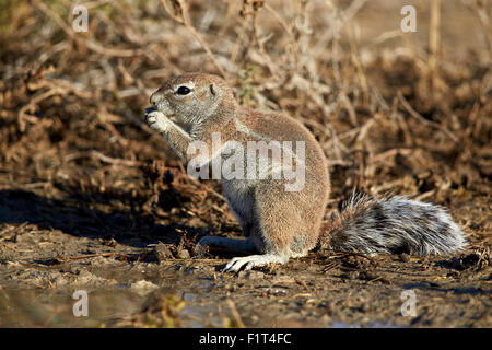 Massa del capo scoiattolo (Xerus inauris) mangiare, Kgalagadi Parco transfrontaliero, Sud Africa Foto Stock